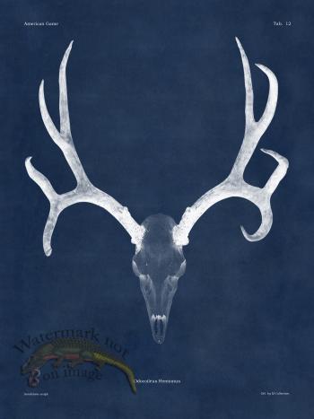 Blue Bones 12 Mule Deer